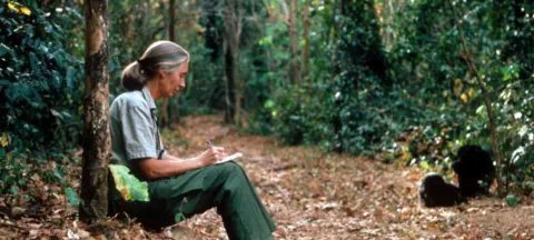 Morre Jane Goodall, pioneira no estudo de chimpanzés, aos 91 anos - Imagem do artigo original