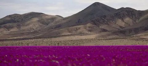 Flores silvestres raras tingem o deserto do Atacama após chuvas incomuns - Imagem do artigo original